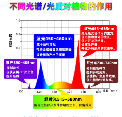 不同光谱对植物作用.png