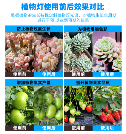 植物灯效果对比.png