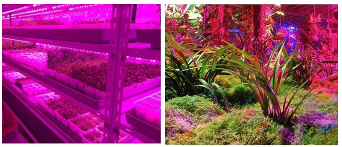 方型植物灯8.png